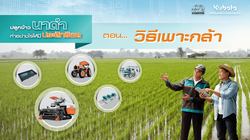ปลูกข้าวนาดำ ตอน วิธีเพาะกล้า