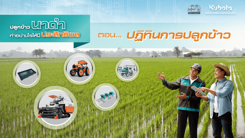 ปลูกข้าวนาดำ ตอน ปฏิทินการปลูกข้าว