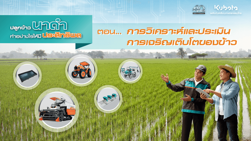 ปลูกข้าวนาดำ ตอน การวิเคราะห์ และประเมินการเจริญเติบโตของข้าว